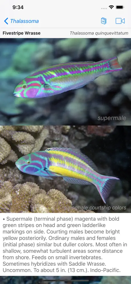 Scuba Fish Hawaii