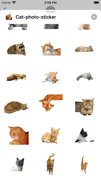 Cat photo sticker