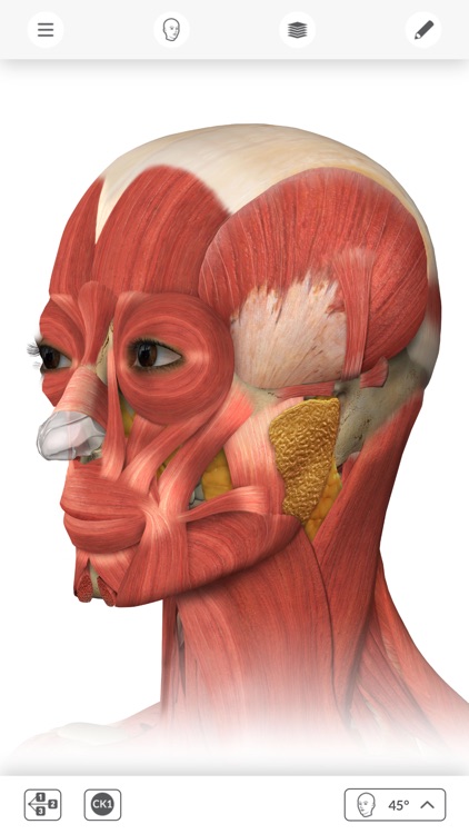 Interactive Anatomy - MY