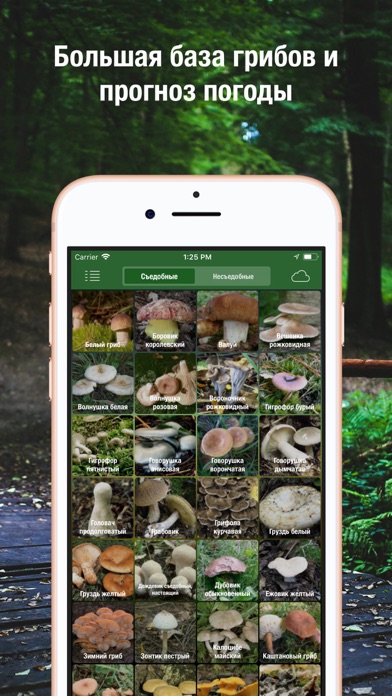 iГрибник: Грибы всего мира Screenshot