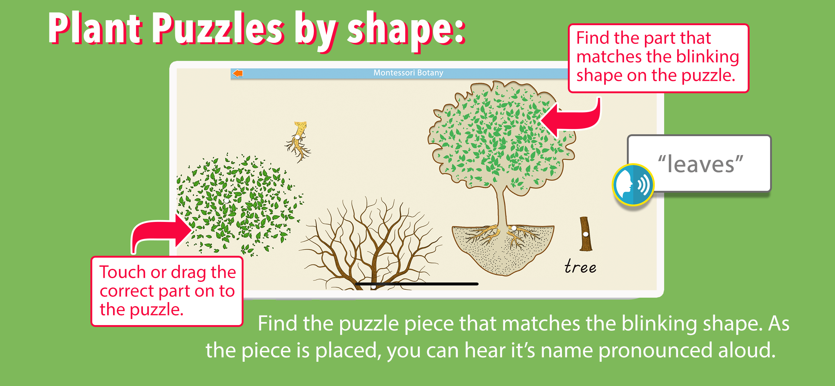 Learn Botany - Parts of Plants screenshot 3