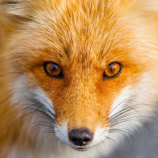 Amazing Foxes HD icon