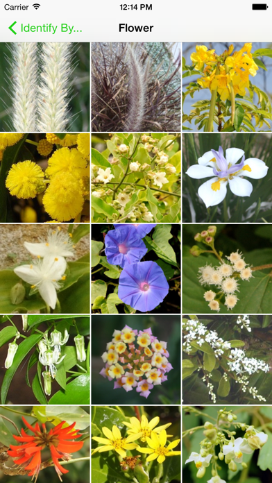 Environmental Weeds of Sydney Screenshot
