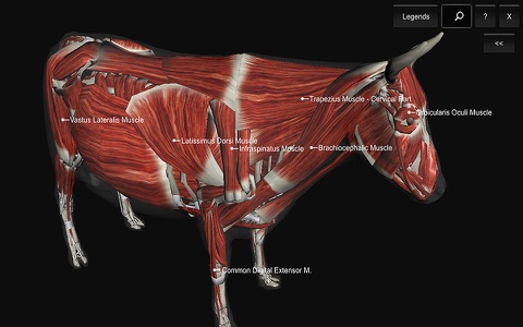 3D Bovine Anatomy screenshot 3