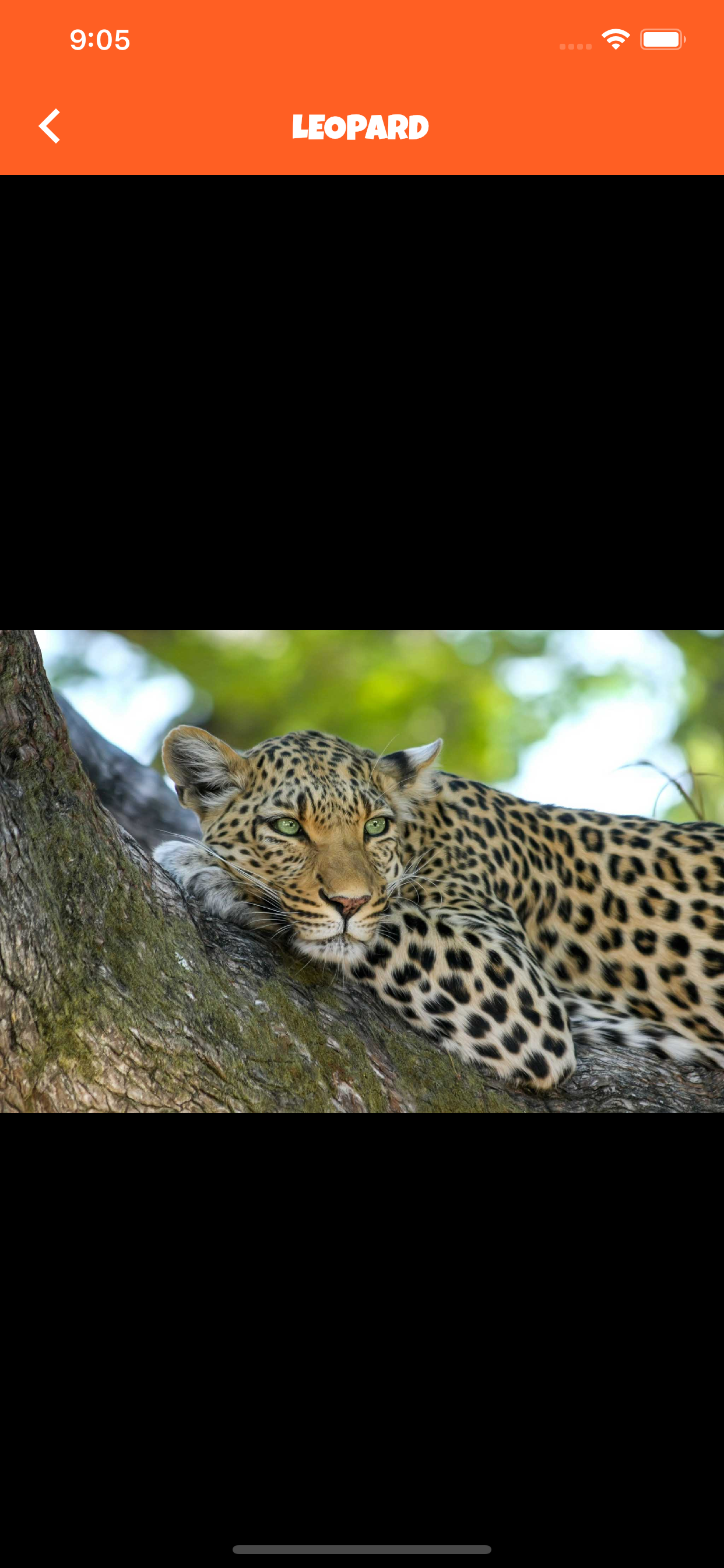 Animal Kingdom (wildlife)