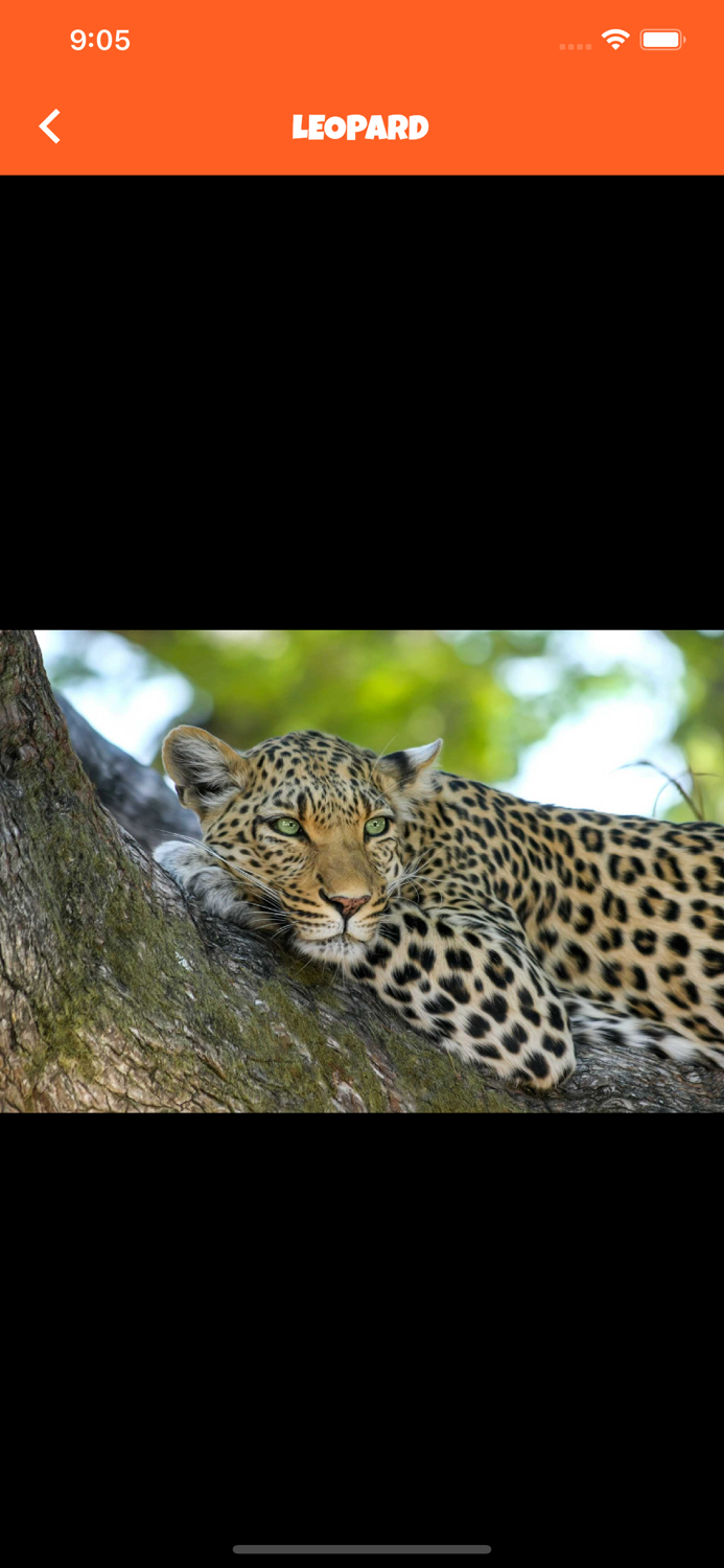 Animal Kingdom wildlife