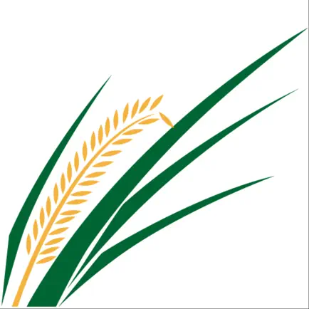 ColheArroz Читы
