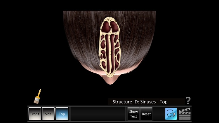 Sinus ID