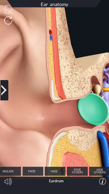 My Ear Anatomy screenshot 5 of 9