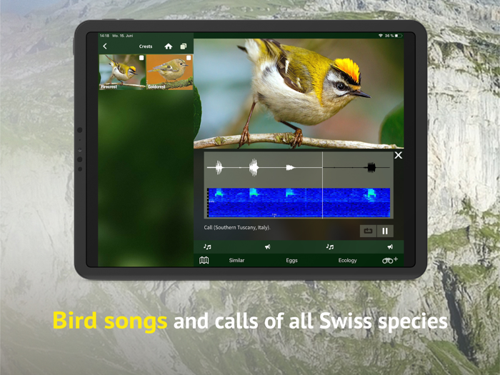 Birds of CH -Photo Guide