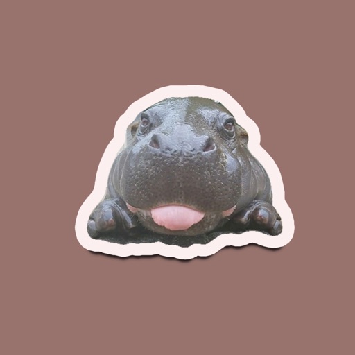 Cute Baby Hippos - adorable!