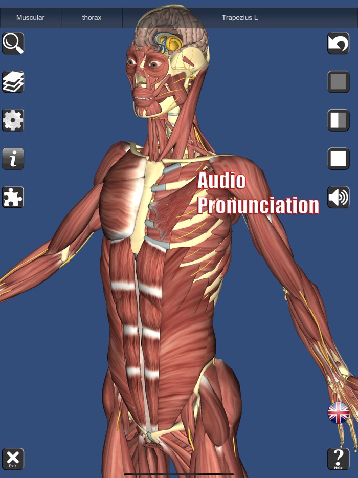 3D Anatomy