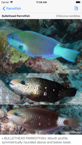 Deep Blue Divers Fish Guide screenshot