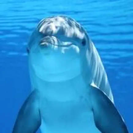 Dolphin Sound Effect Читы