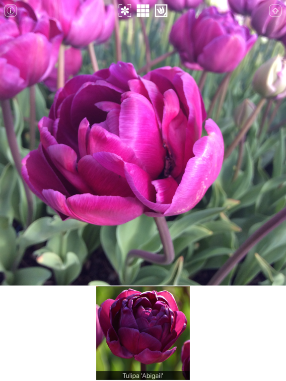 Screenshot #5 pour Spring Bulbs