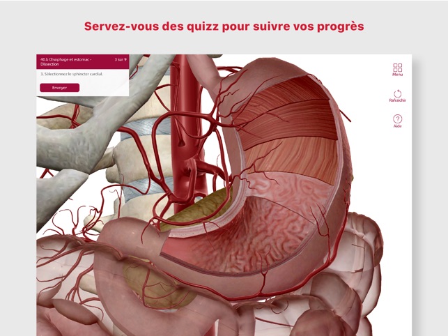 Aperçu des muscles  Apprentissage de l'anatomie musculaire