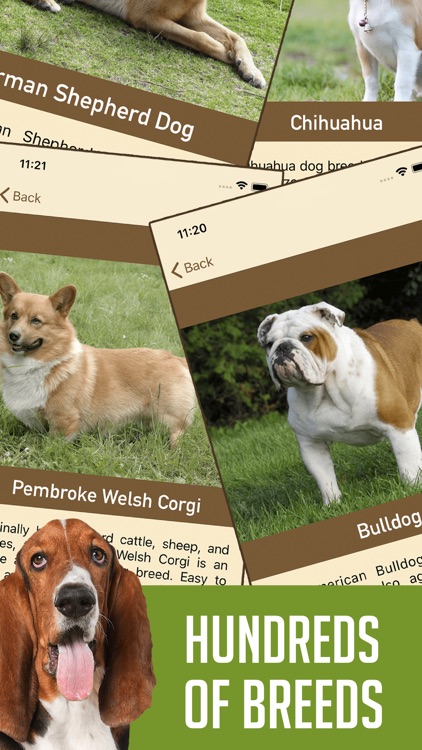 DogSnap - Dog Breed Identifier