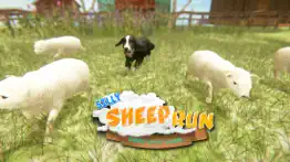 silly sheep run- farm dog game iphone screenshot 4