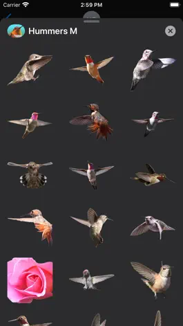 Game screenshot Hummingbirds - Medium (Retina) mod apk