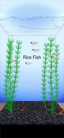 Game screenshot Rice Fish mod apk