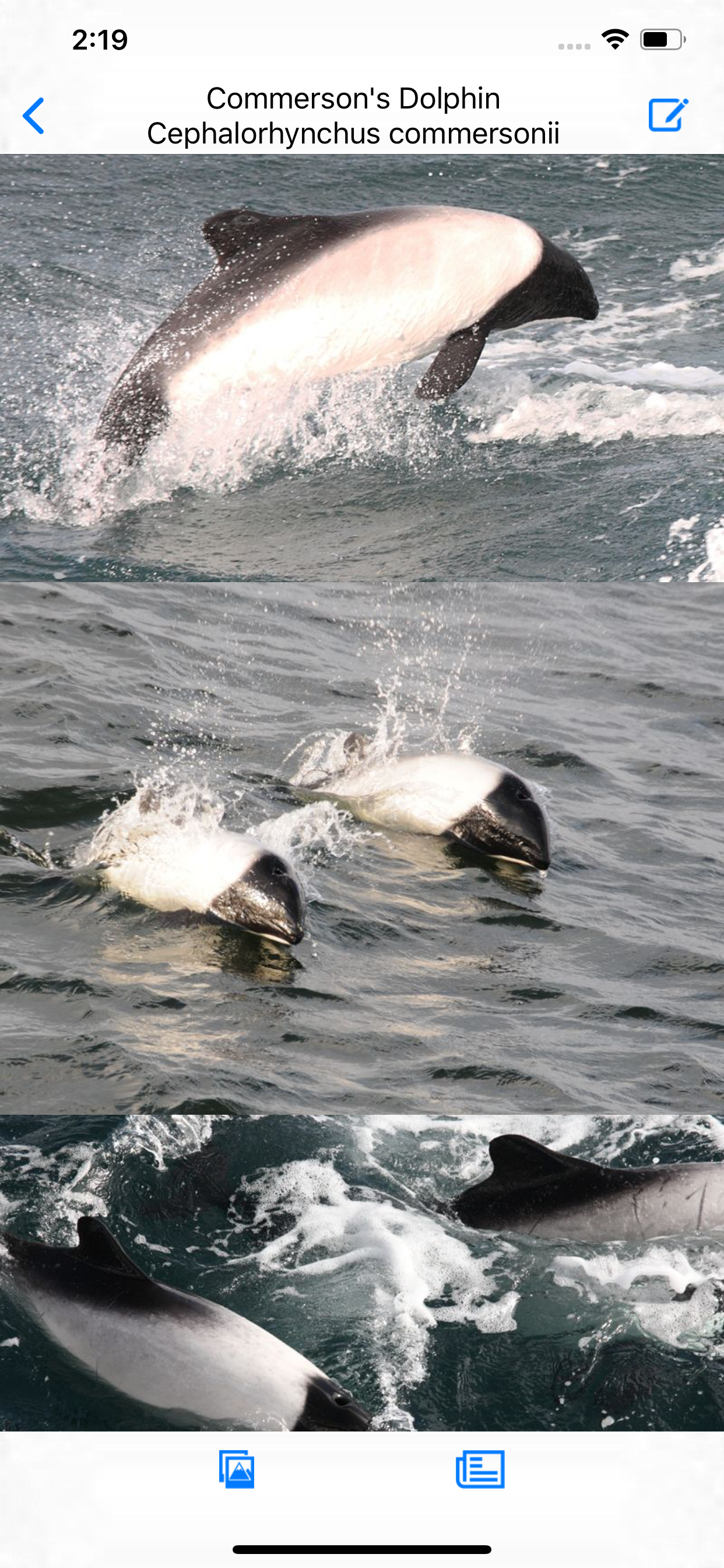 Antarctic Wildlife Guide