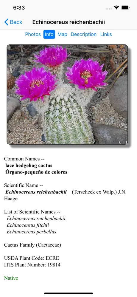 New Mexico Wildflowers
