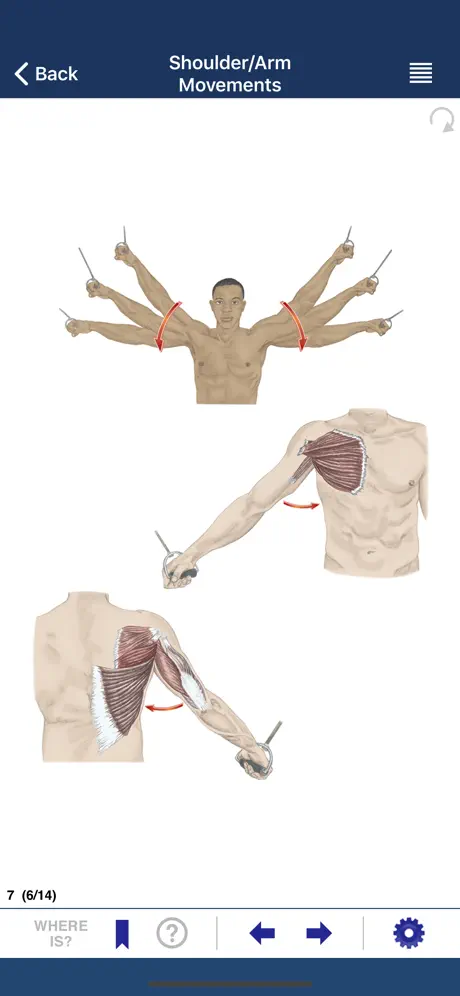 AnatomyMapp