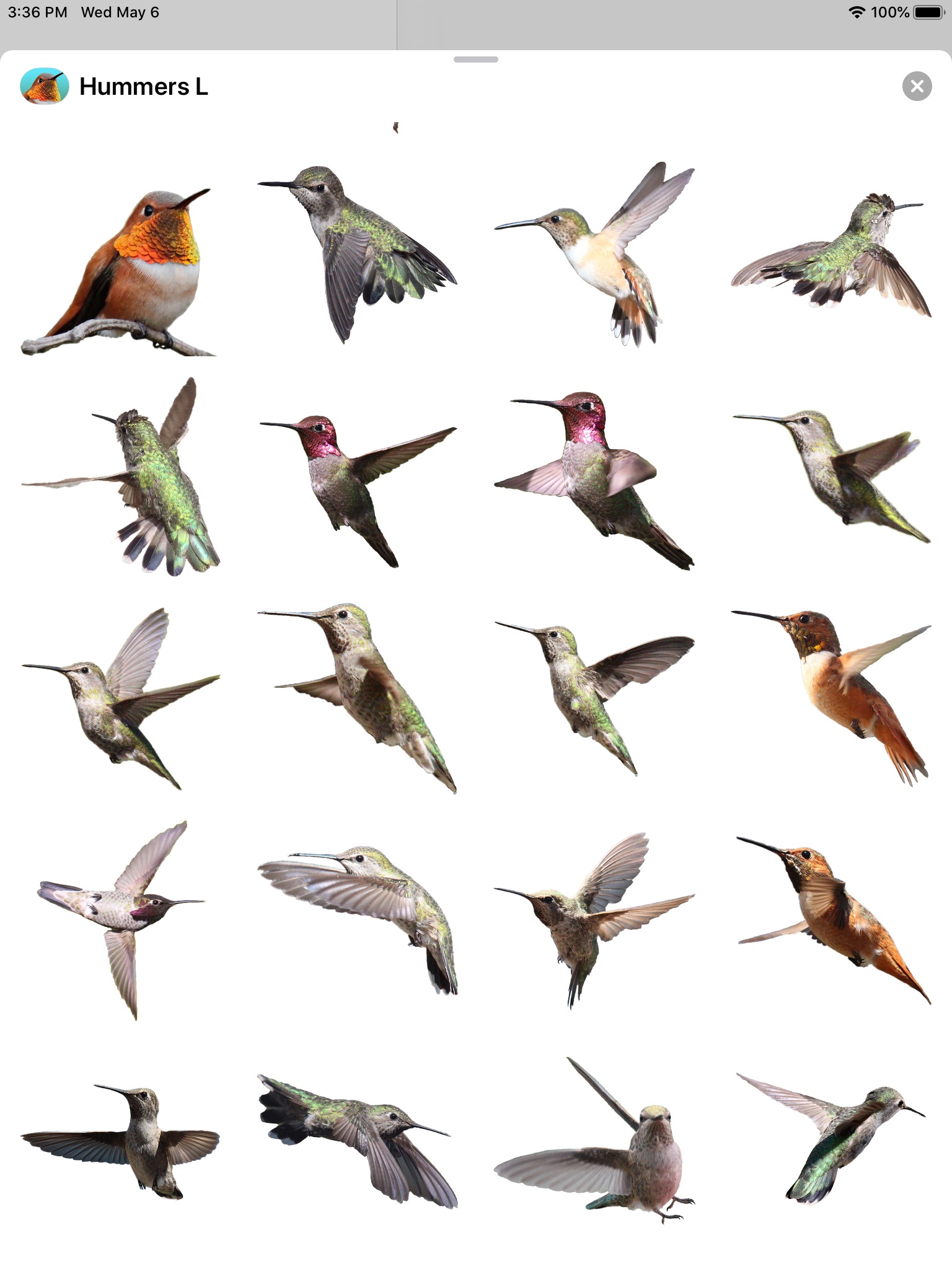 Hummingbirds - Large (Retina) screenshot 2