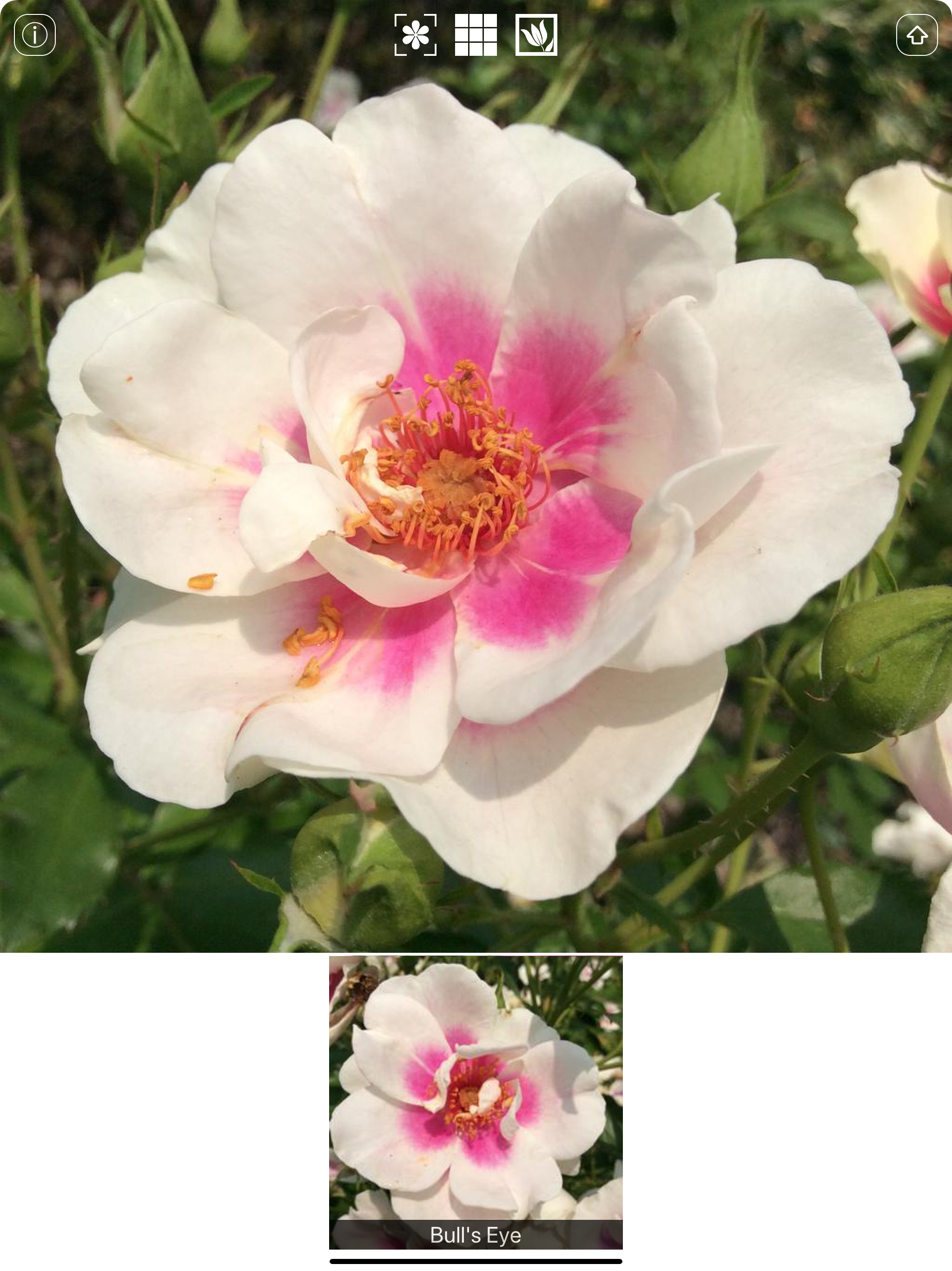 Instant Rose