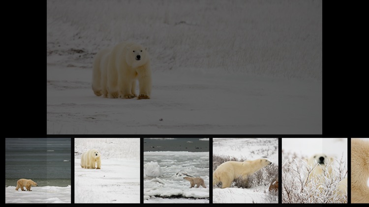 Album Polar Bears HD screenshot-3