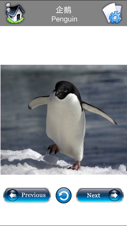 Learn Chinese - Flash Cards