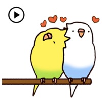 Lovely Budgie Animated Sticker app icon - Stickers app for iPhone