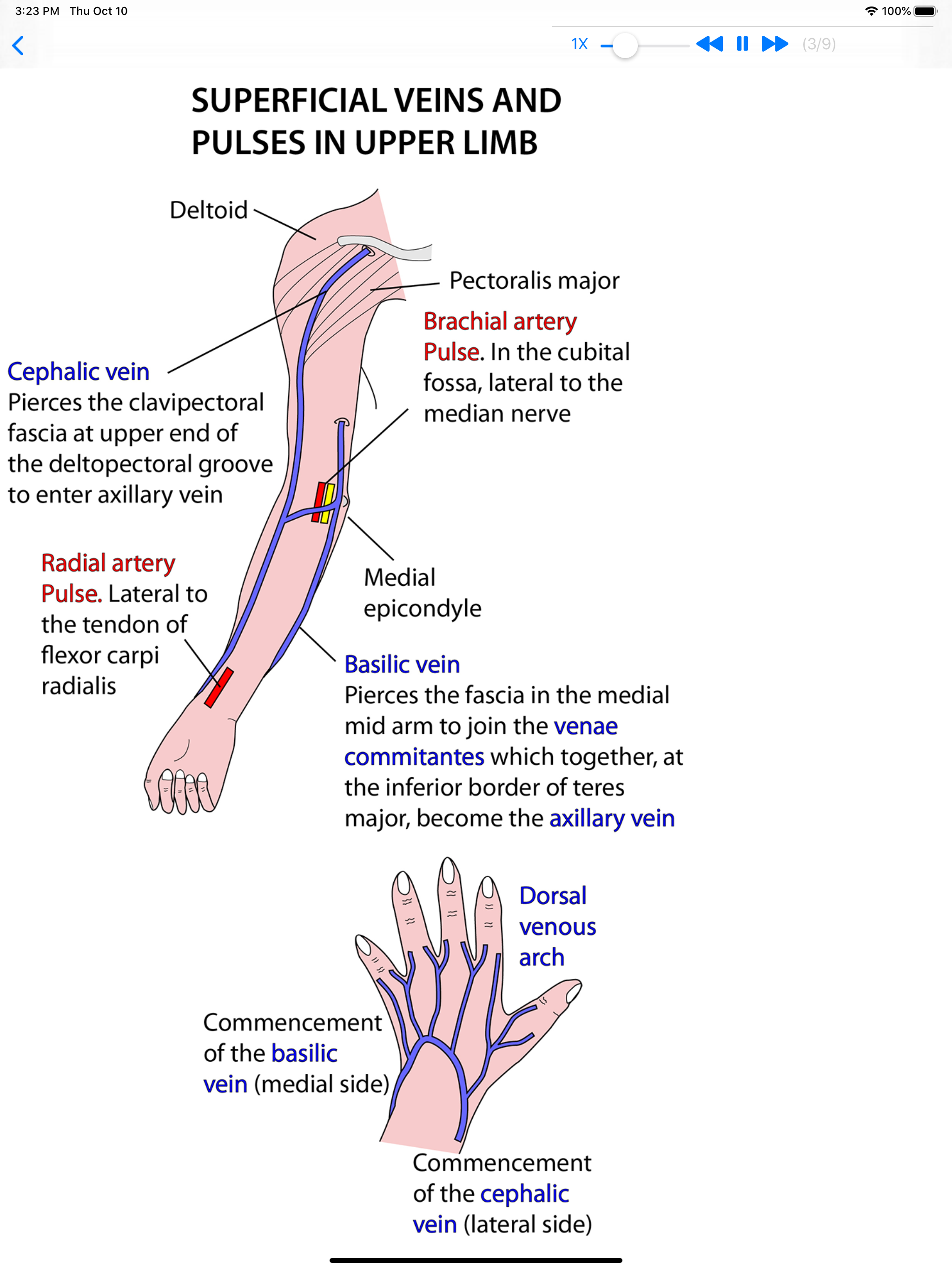 Anatomy Lectures Limbs screenshot 9