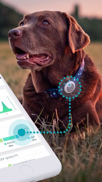 Sure Petcare - Animo