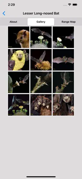 Game screenshot The Bat App hack