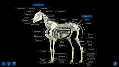 Horse Anatomy: Equine 3D Screenshot 4