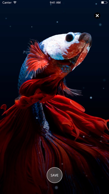 Live Wallpapers HD to iPhone screenshot-4