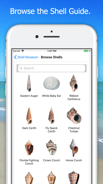 Shell Museum: Identify Shells Screenshot