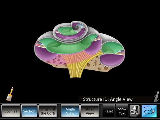 Screenshot #5 pour Inner Ear ID
