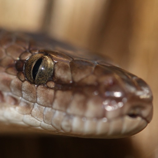 Australian Reptiles and Frogs
