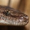 Whether you are a keen herpetologist or just have a passing interest in Australia's diverse reptile and amphibian fauna, this field guide will be a useful addition to your mobile device