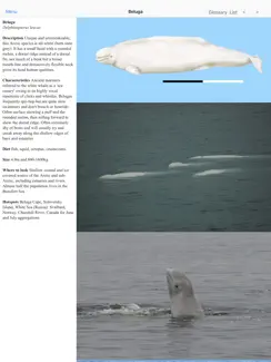 Dolphins and Whales iPad image 3