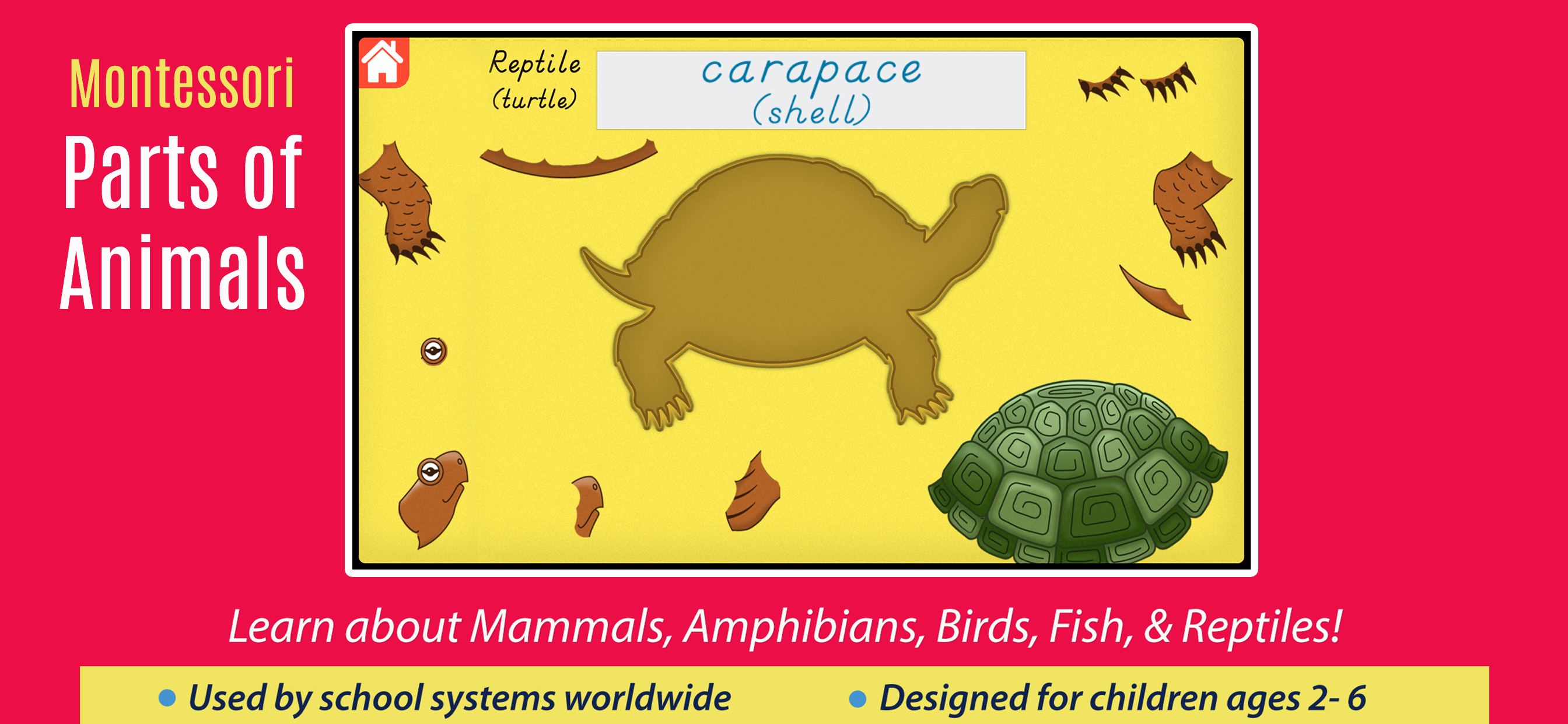 Parts Of Animals - Vertebrates