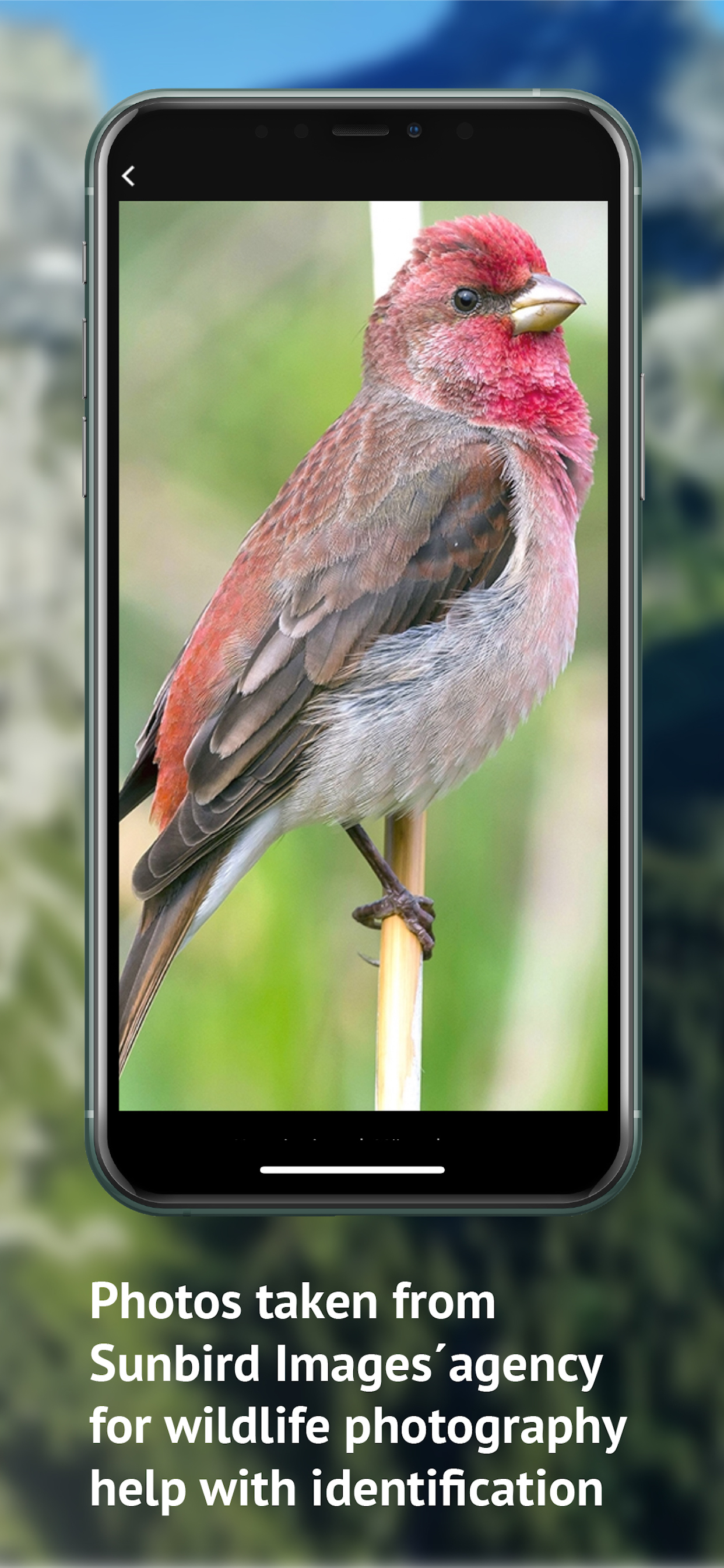 Birds of CH -Photo Guide
