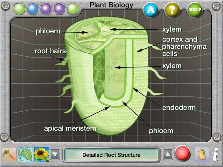 Plant Biology Explorer