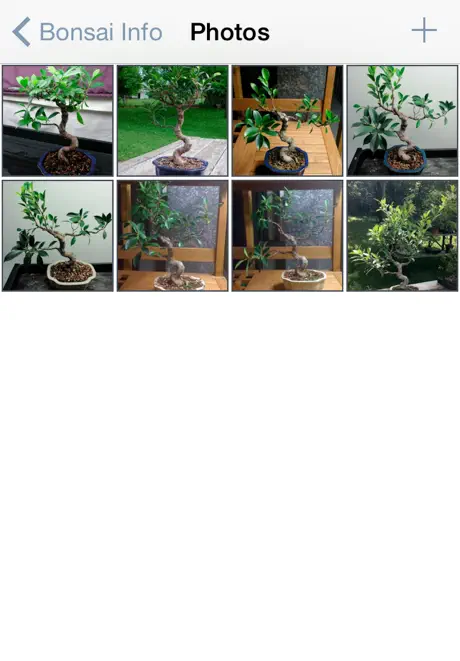 Bonsai Album