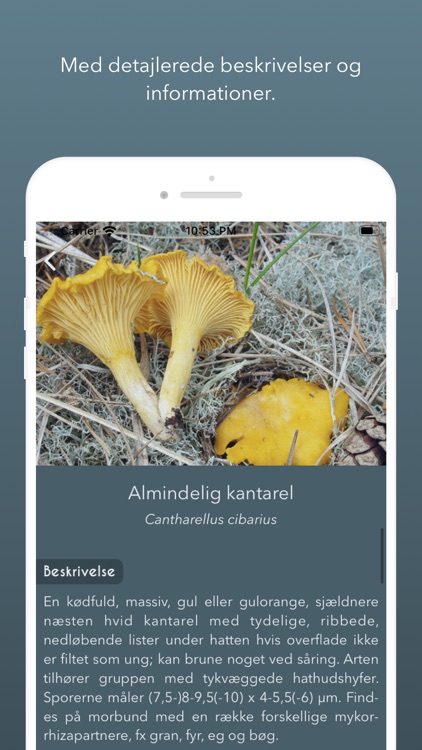 Atlas of Danish Fungi