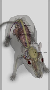 3D Rat Anatomy screenshot