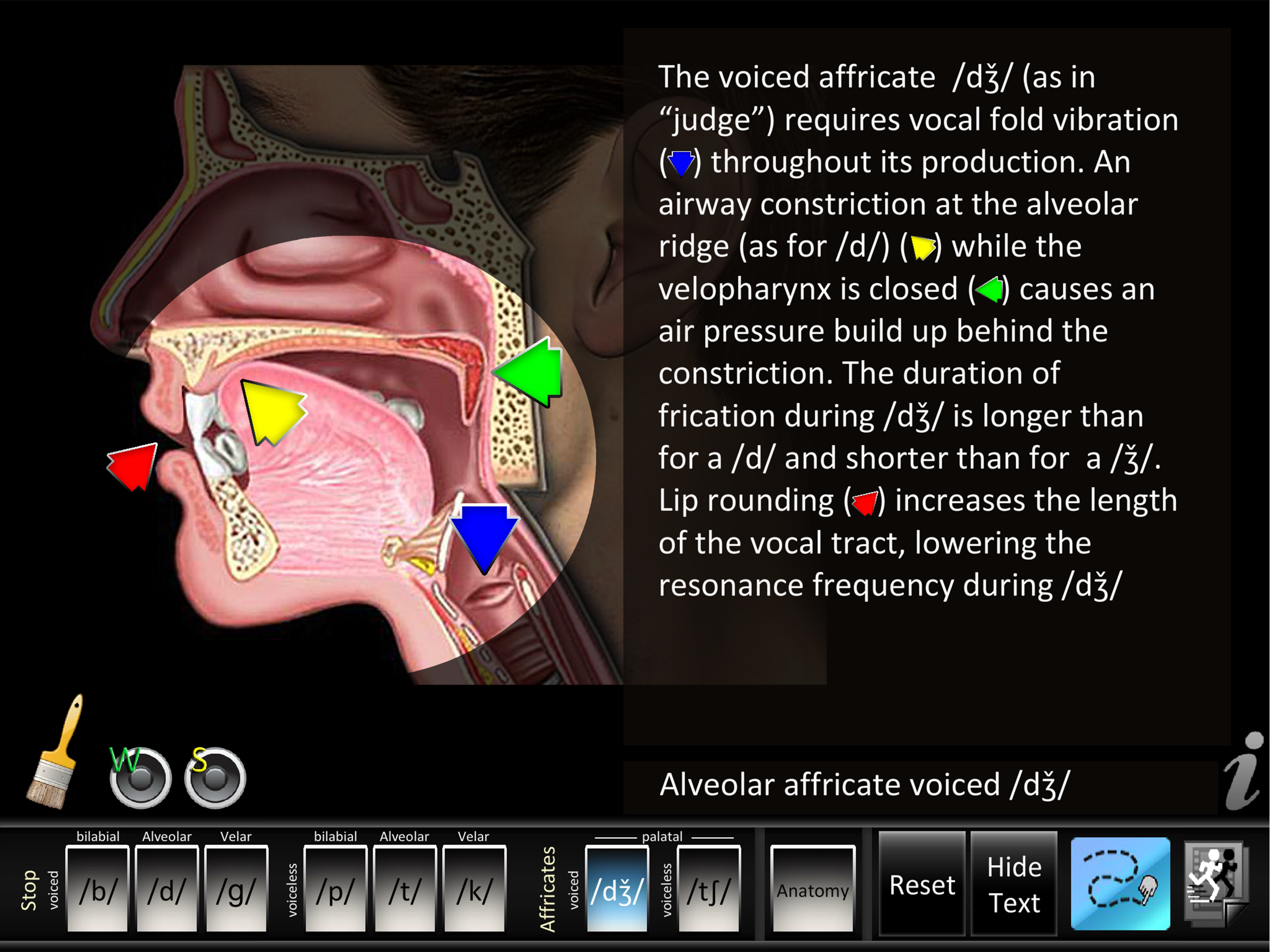 Affricates Stops screenshot 7