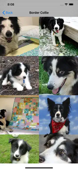 Game screenshot Dog Breed AI Classifier apk